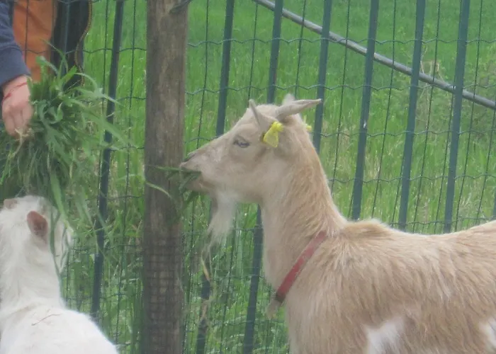 Fattoria Bertaccini Farma