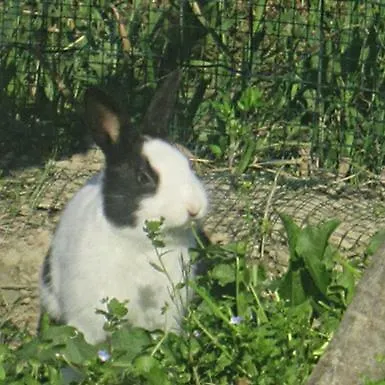 Farma Fattoria Bertaccini *