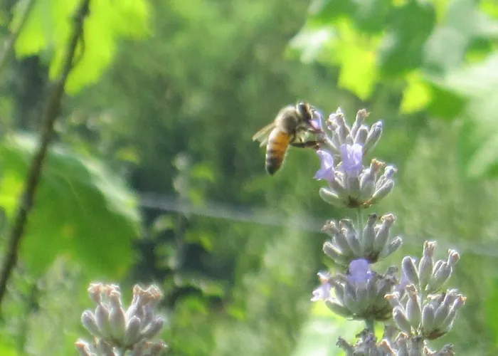 Fattoria Bertaccini *