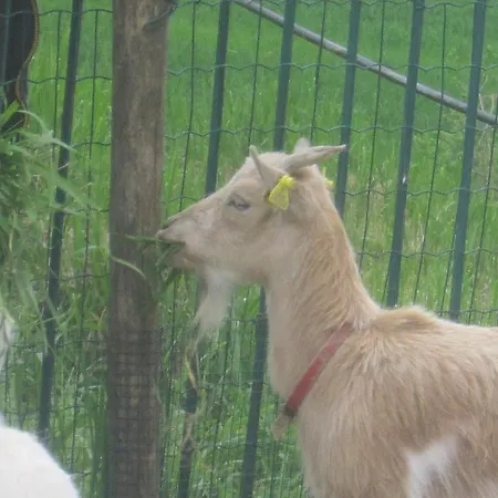 Fattoria Bertaccini Farmház