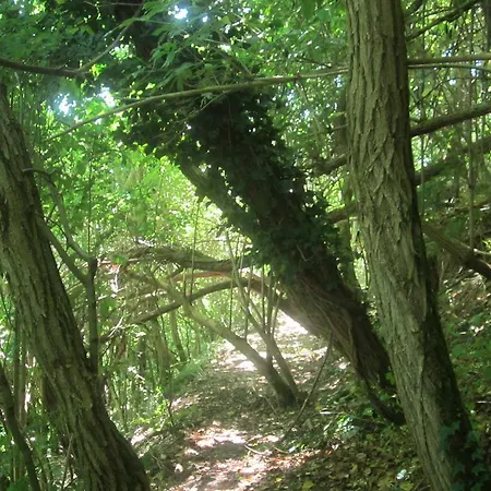 Fattoria Bertaccini צ'זנה