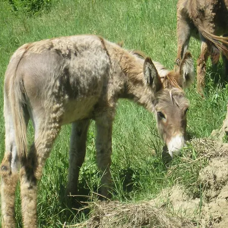 Fattoria Bertaccini צ'זנה