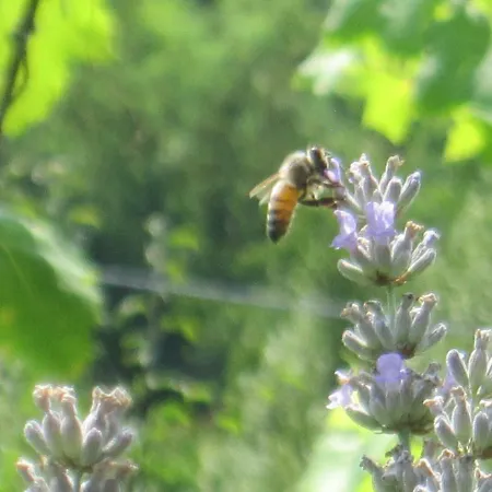Fattoria Bertaccini *