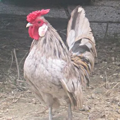 Fattoria Bertaccini