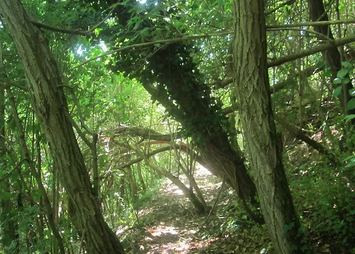 Fattoria Bertaccini Τσεζένα