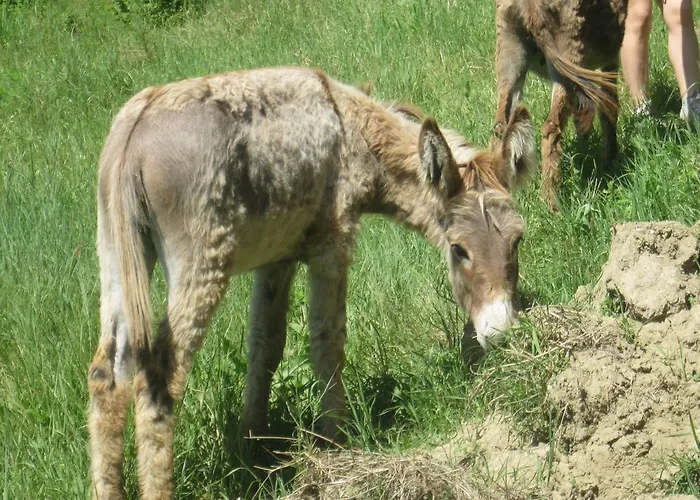 Fattoria Bertaccini Τσεζένα