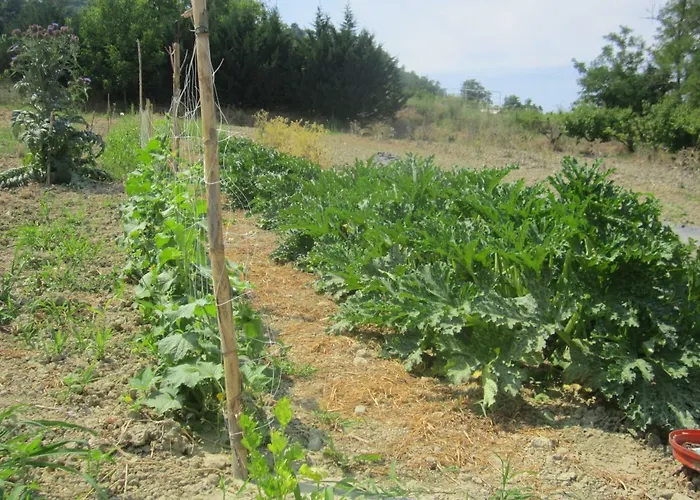 Fattoria Bertaccini Κατάλυμα σε φάρμα *